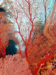 Amazing wall of red Coral.
Great Barrier Reef by Joshua Miles 